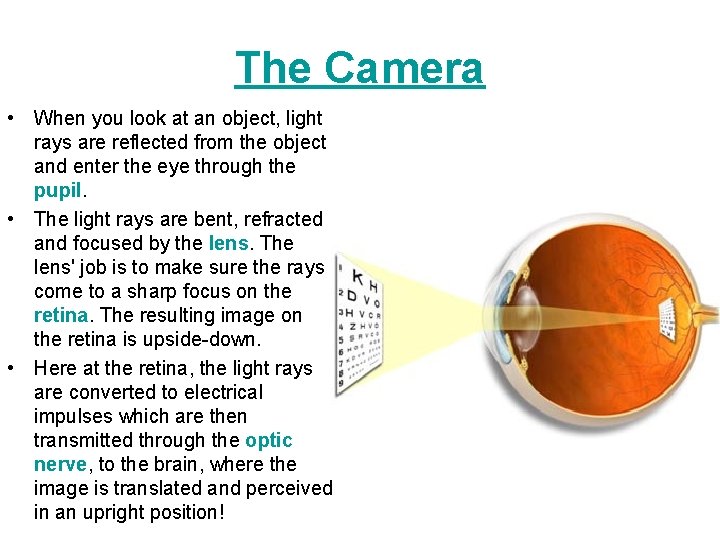 The Camera • When you look at an object, light rays are reflected from