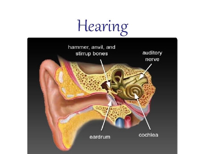 Hearing 