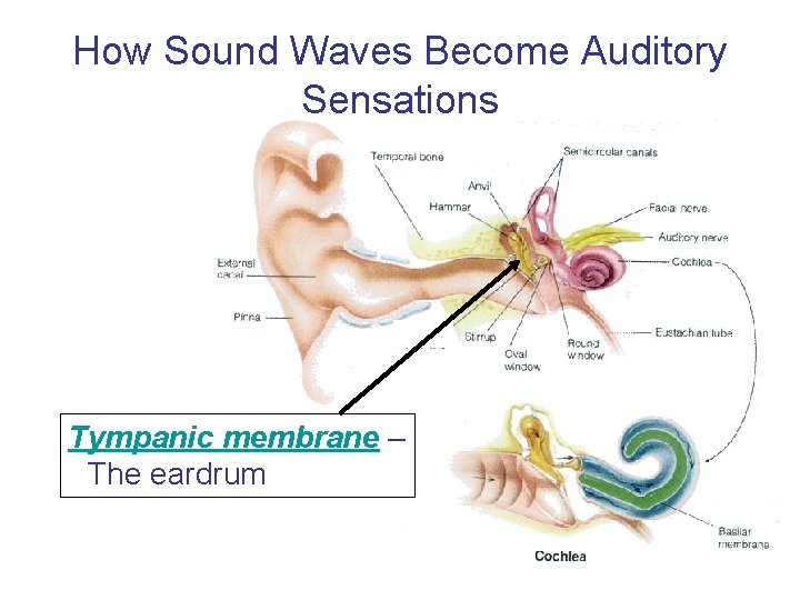 How Sound Waves Become Auditory Sensations Tympanic membrane – The eardrum 