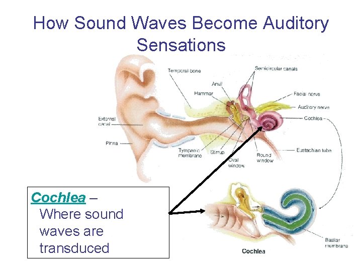 How Sound Waves Become Auditory Sensations Cochlea – Where sound waves are transduced 