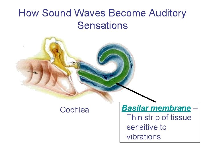 How Sound Waves Become Auditory Sensations Cochlea Basilar membrane – Thin strip of tissue