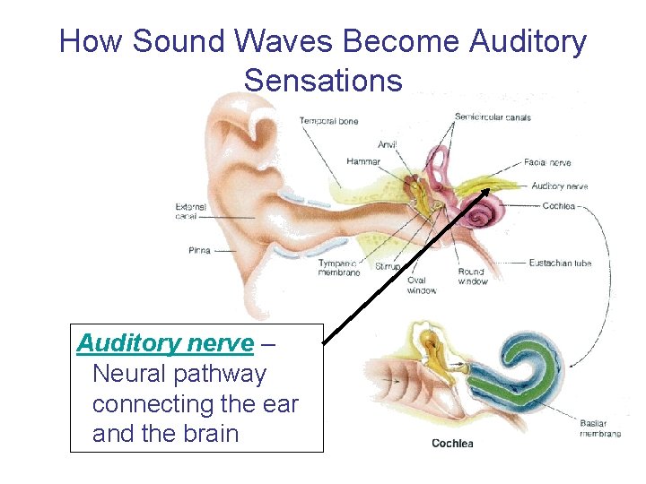 How Sound Waves Become Auditory Sensations Auditory nerve – Neural pathway connecting the ear