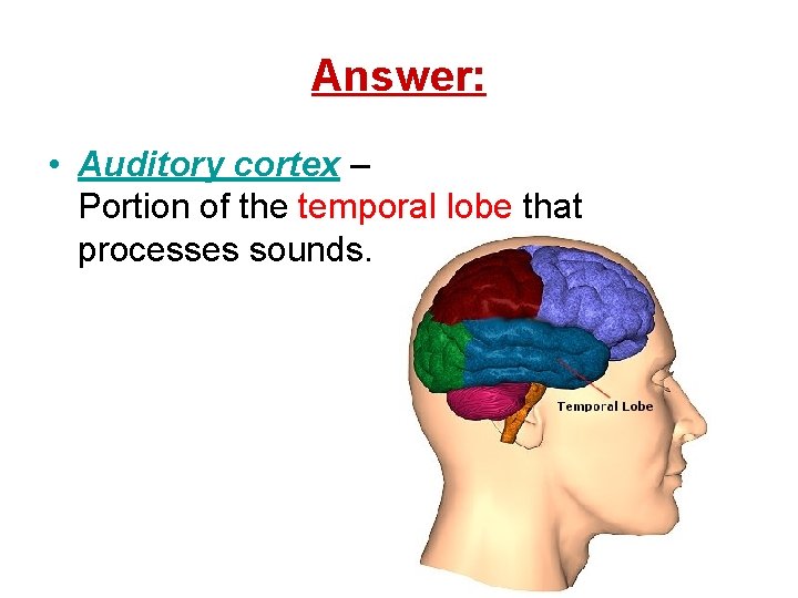 Answer: • Auditory cortex – Portion of the temporal lobe that processes sounds. 