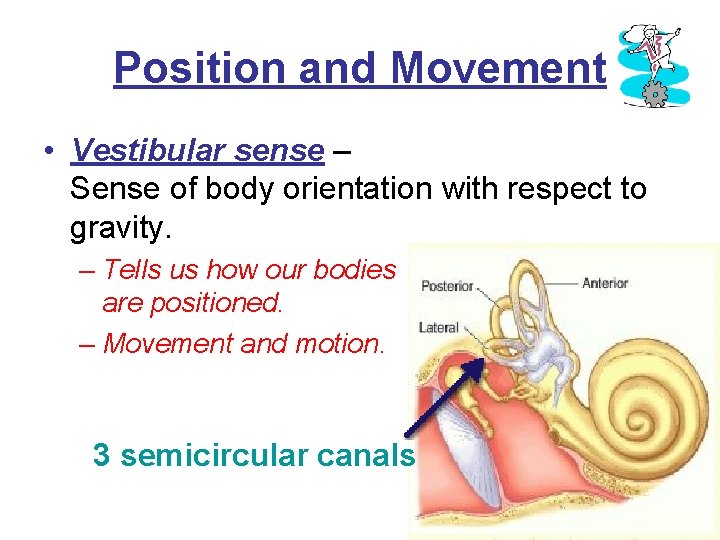 Position and Movement • Vestibular sense – Sense of body orientation with respect to