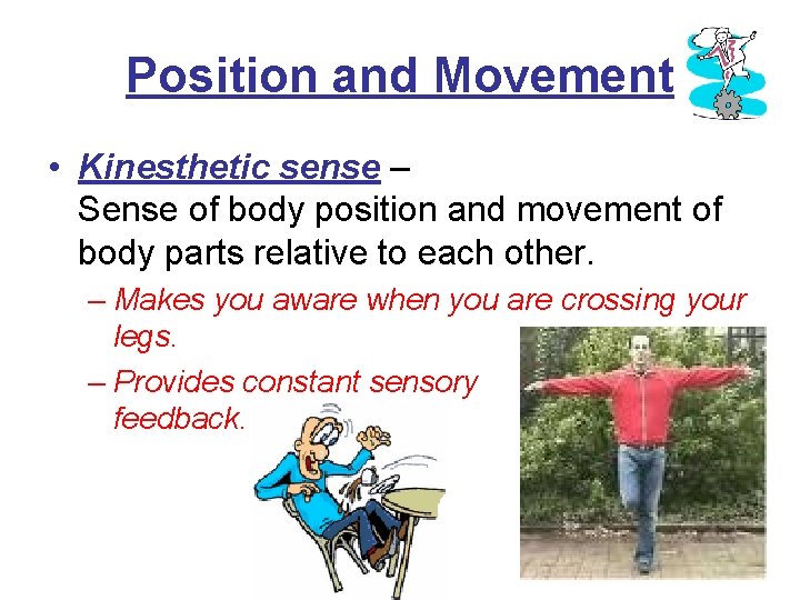 Position and Movement • Kinesthetic sense – Sense of body position and movement of