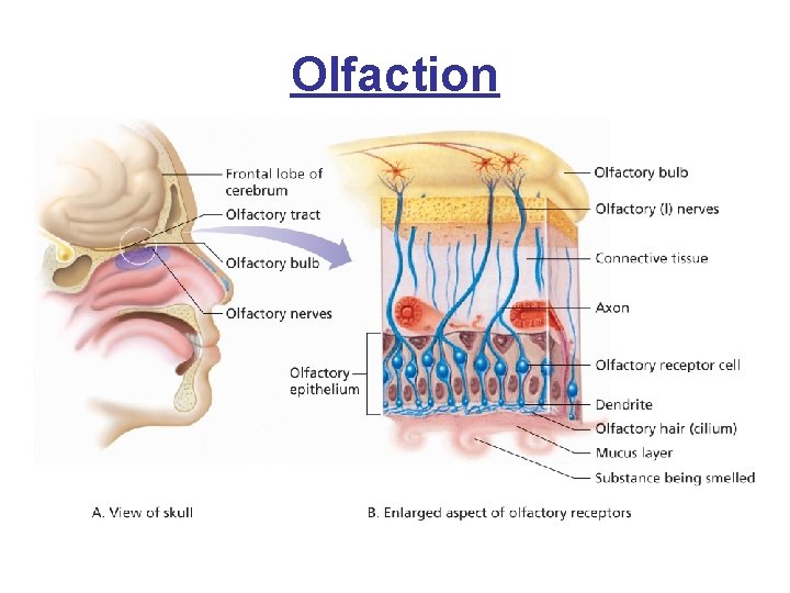 Olfaction 