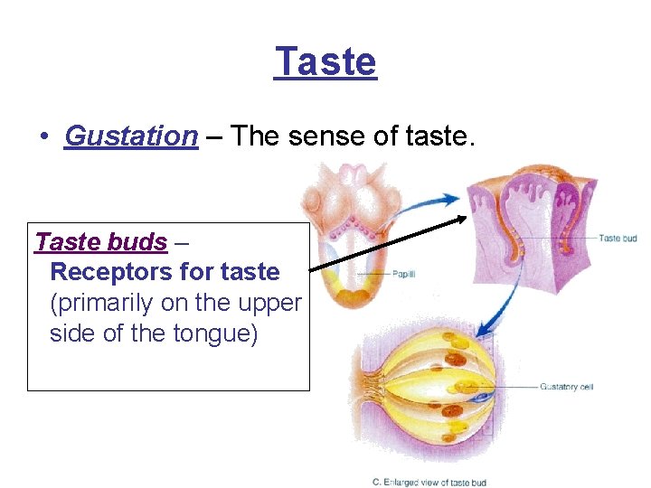 Taste • Gustation – The sense of taste. Taste buds – Receptors for taste