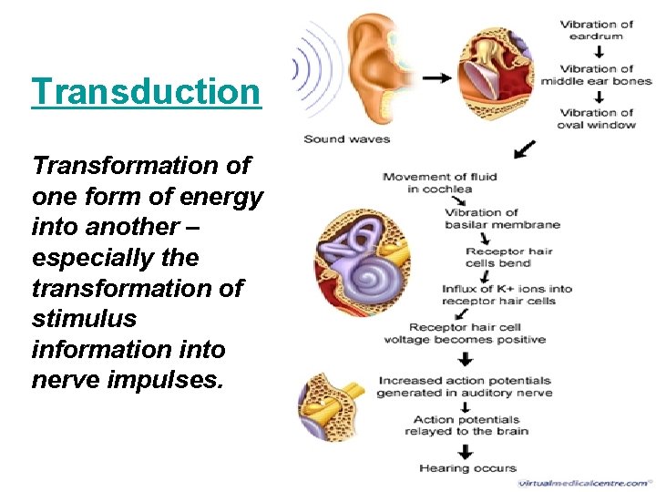 Transduction Transformation of one form of energy into another – especially the transformation of