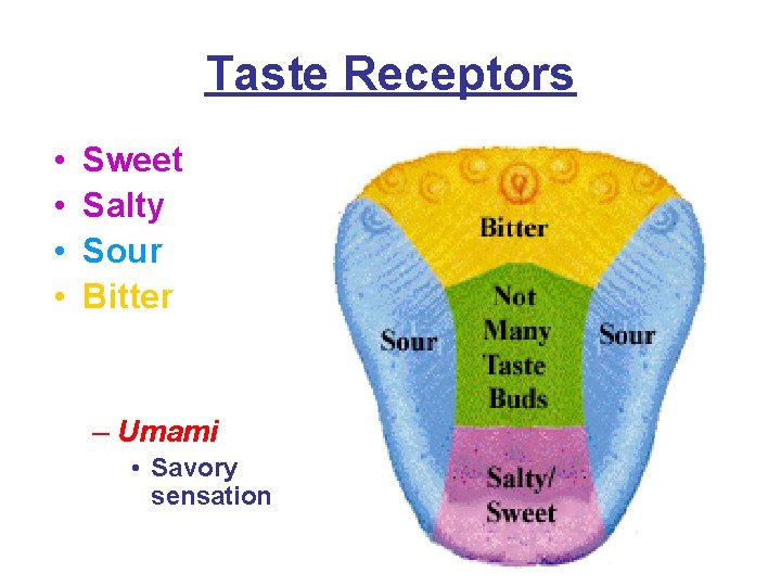 Taste Receptors • • Sweet Salty Sour Bitter – Umami • Savory sensation 