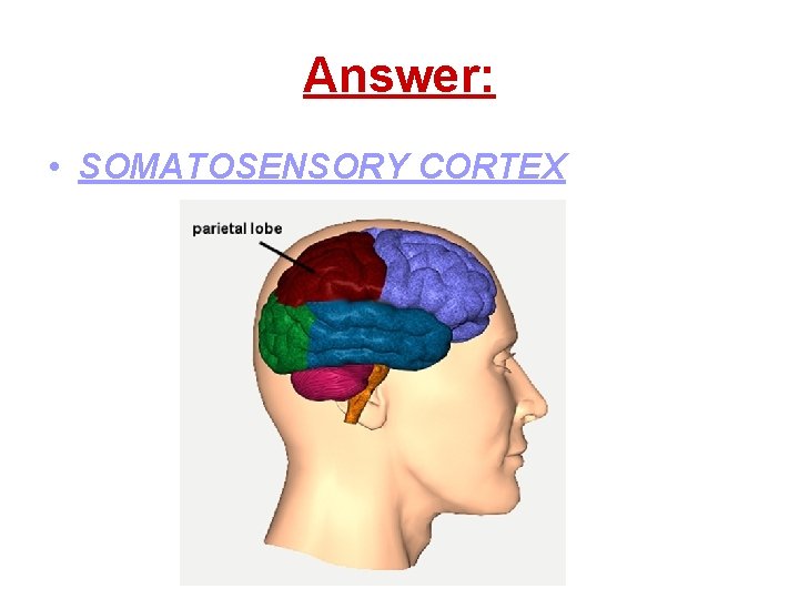 Answer: • SOMATOSENSORY CORTEX 