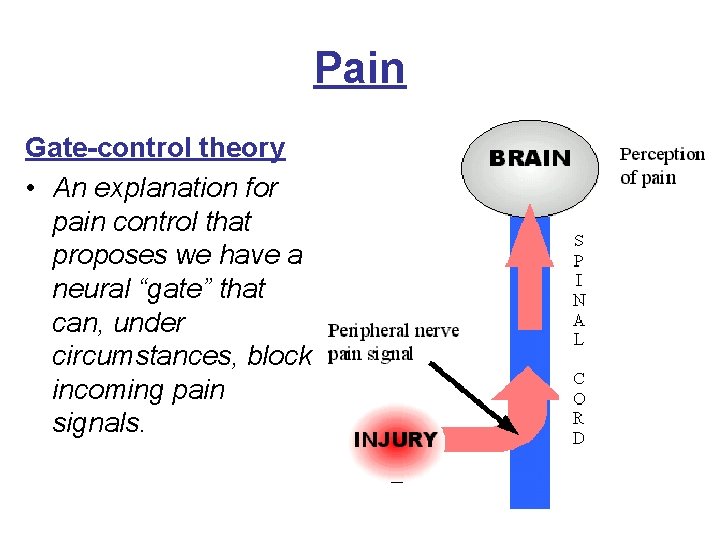 Pain Gate-control theory • An explanation for pain control that proposes we have a