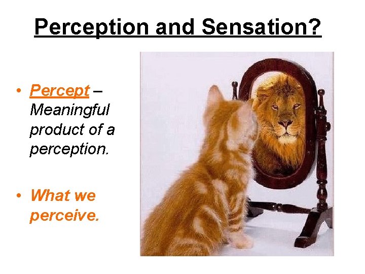 Perception and Sensation? • Percept – Meaningful product of a perception. • What we
