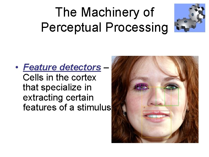 The Machinery of Perceptual Processing • Feature detectors – Cells in the cortex that