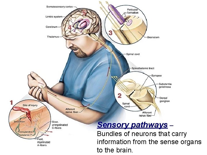 Sensory pathways – Bundles of neurons that carry information from the sense organs to