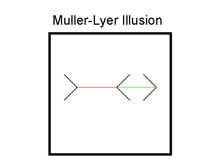 Muller-Lyer Illusion 