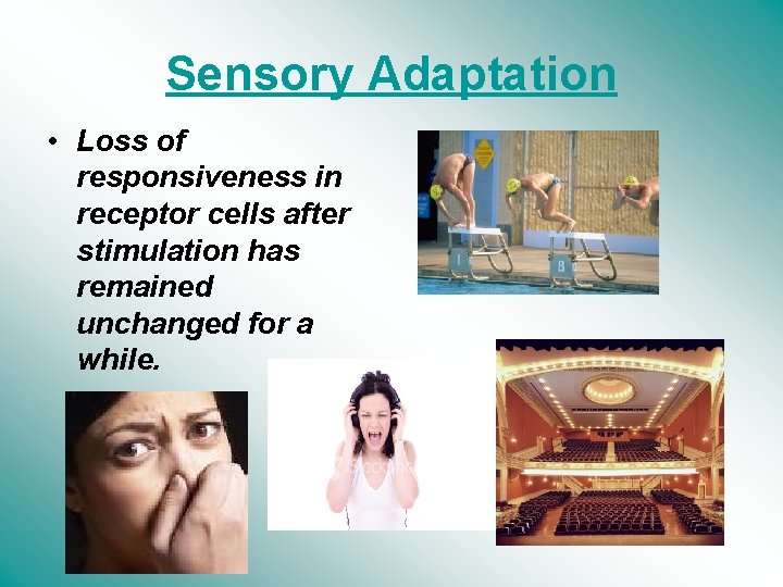 Sensory Adaptation • Loss of responsiveness in receptor cells after stimulation has remained unchanged