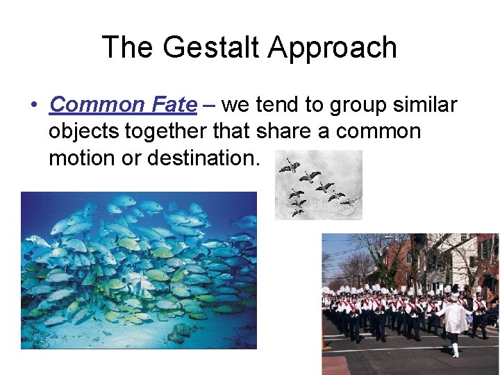 The Gestalt Approach • Common Fate – we tend to group similar objects together