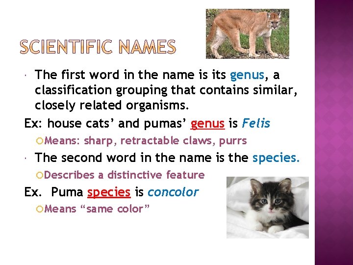 The first word in the name is its genus, a classification grouping that contains