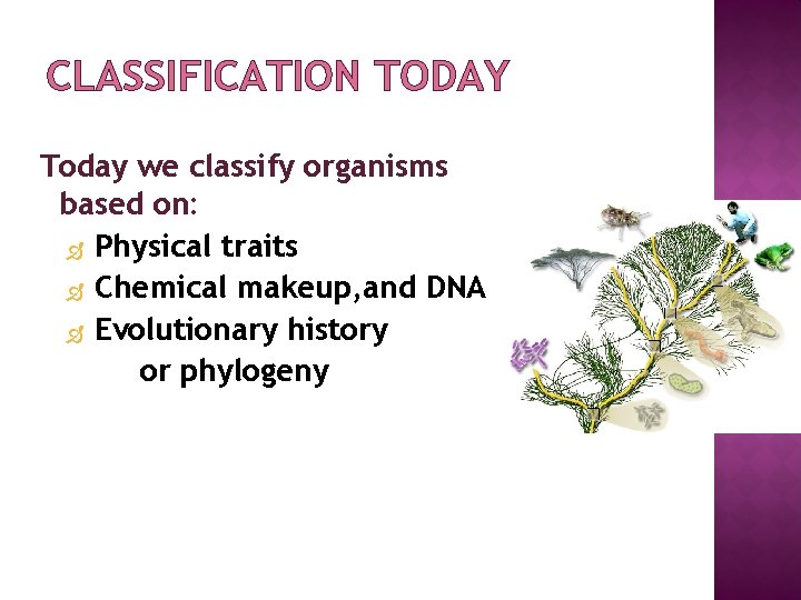 CLASSIFICATION TODAY Today we classify organisms based on: Physical traits Chemical makeup, and DNA