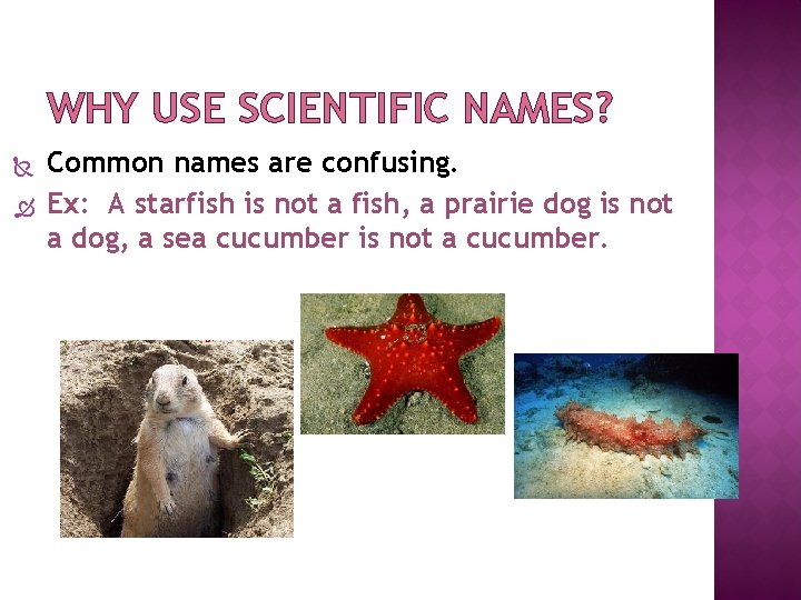 WHY USE SCIENTIFIC NAMES? Common names are confusing. Ex: A starfish is not a