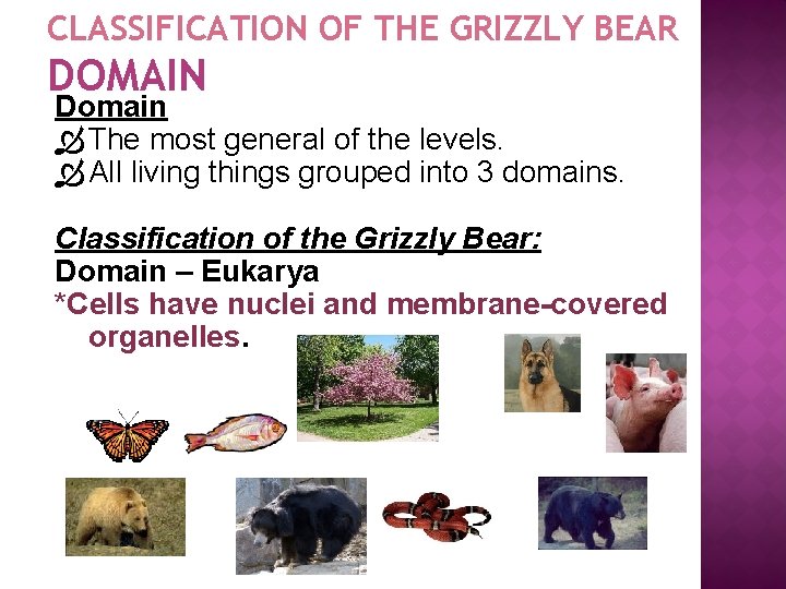 CLASSIFICATION OF THE GRIZZLY BEAR DOMAIN Domain The most general of the levels. All