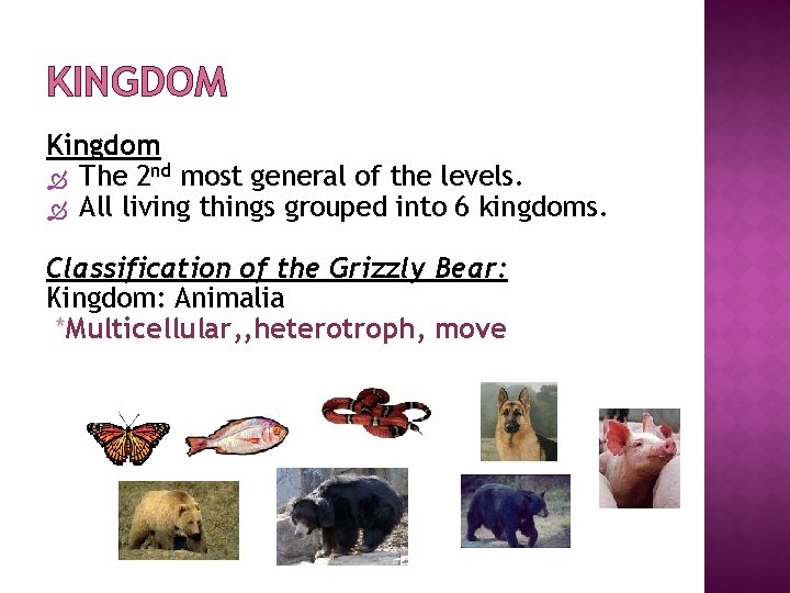 KINGDOM Kingdom The 2 nd most general of the levels. All living things grouped