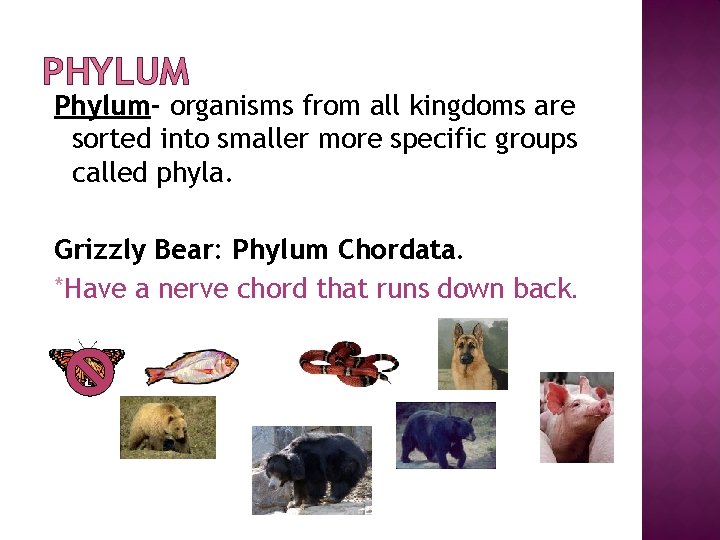 PHYLUM Phylum- organisms from all kingdoms are sorted into smaller more specific groups called