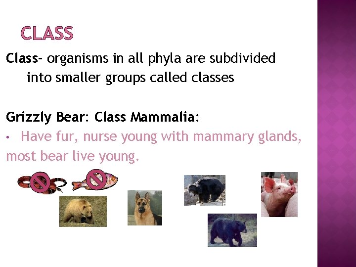 CLASS Class- organisms in all phyla are subdivided into smaller groups called classes Grizzly