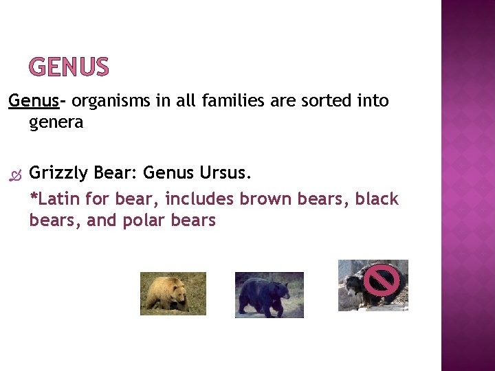 GENUS Genus- organisms in all families are sorted into genera Grizzly Bear: Genus Ursus.