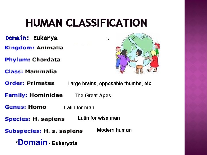 HUMAN CLASSIFICATION Domain: Eukarya * Large brains, opposable thumbs, etc The Great Apes Latin