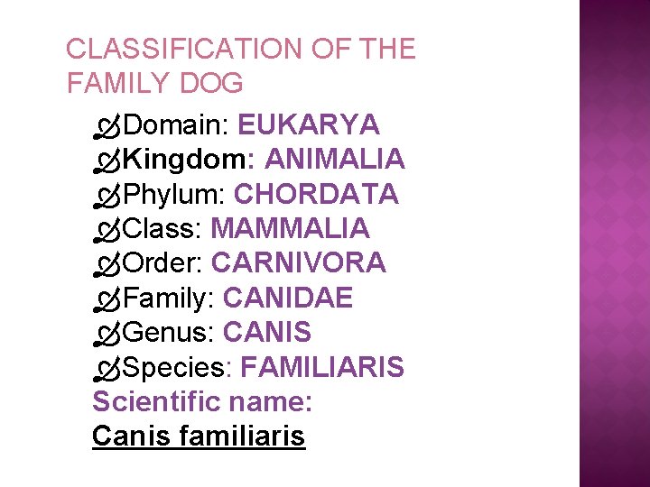 CLASSIFICATION OF THE FAMILY DOG Domain: EUKARYA Kingdom: ANIMALIA Phylum: CHORDATA Class: MAMMALIA Order: