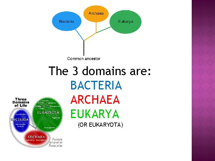 The 3 domains are: BACTERIA ARCHAEA EUKARYA (OR EUKARYOTA) 