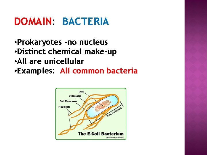 DOMAIN: BACTERIA • Prokaryotes –no nucleus • Distinct chemical make-up • All are unicellular