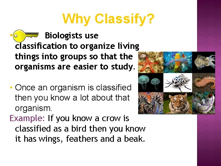  Why Classify? • Biologists use classification to organize living things into groups so