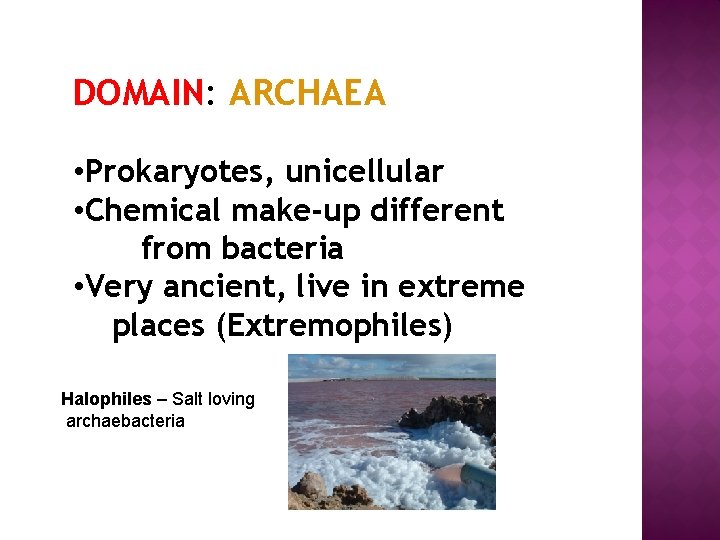 DOMAIN: ARCHAEA • Prokaryotes, unicellular • Chemical make-up different from bacteria • Very ancient,