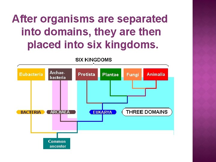 After organisms are separated into domains, they are then placed into six kingdoms. 