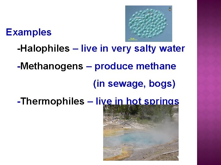 Examples -Halophiles – live in very salty water -Methanogens – produce methane (in sewage,