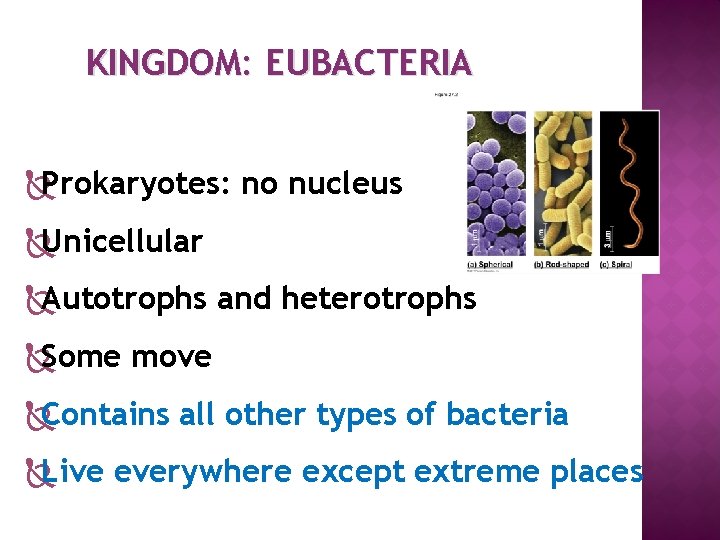 KINGDOM: EUBACTERIA Prokaryotes: no nucleus Unicellular Autotrophs and heterotrophs Some move Contains all other