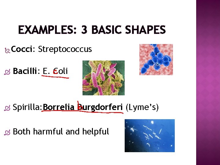 EXAMPLES: 3 BASIC SHAPES Cocci: Streptococcus Bacilli: E. Coli Spirilla: Borrelia Burgdorferi (Lyme’s) Both