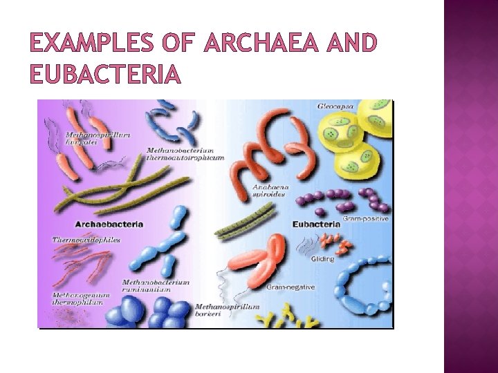 EXAMPLES OF ARCHAEA AND EUBACTERIA 