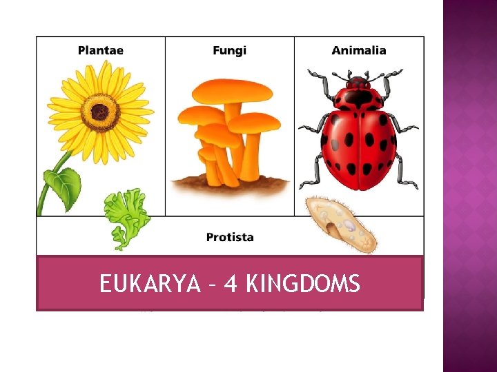 EUKARYA – 4 KINGDOMS 