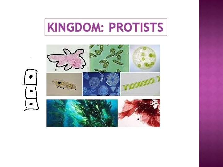 KINGDOM: PROTISTS 