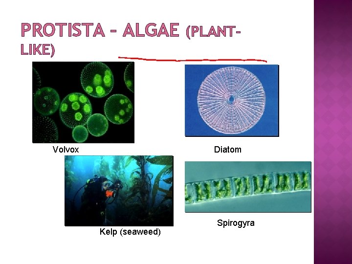 PROTISTA – ALGAE (PLANT- LIKE) Volvox Diatom Kelp (seaweed) Spirogyra 