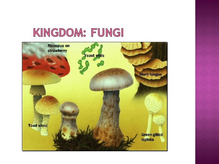 KINGDOM: FUNGI 