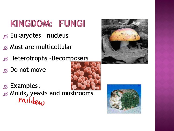 KINGDOM: FUNGI Eukaryotes - nucleus Most are multicellular Heterotrophs -Decomposers Do not move Examples: