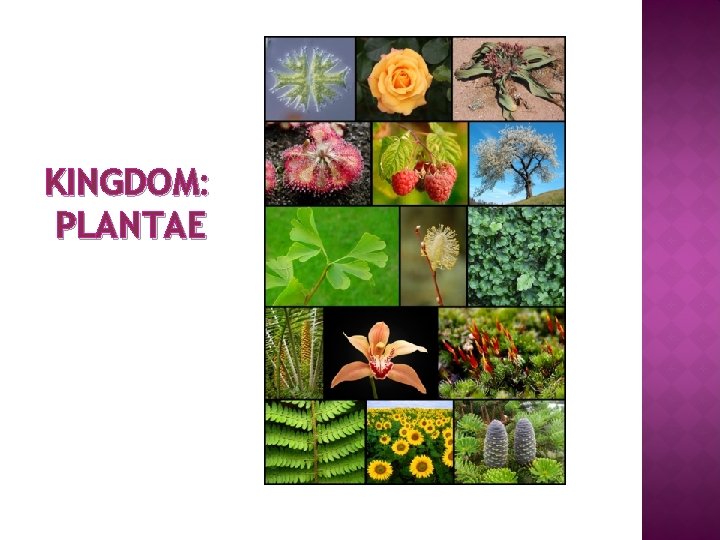 KINGDOM: PLANTAE 