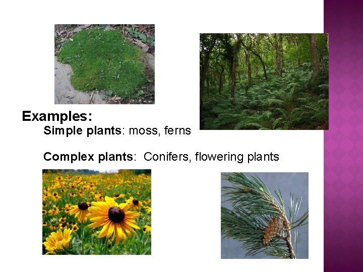 Examples: Simple plants: moss, ferns Complex plants: Conifers, flowering plants 