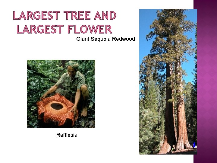 LARGEST TREE AND LARGEST FLOWER Giant Sequoia Redwood Rafflesia 