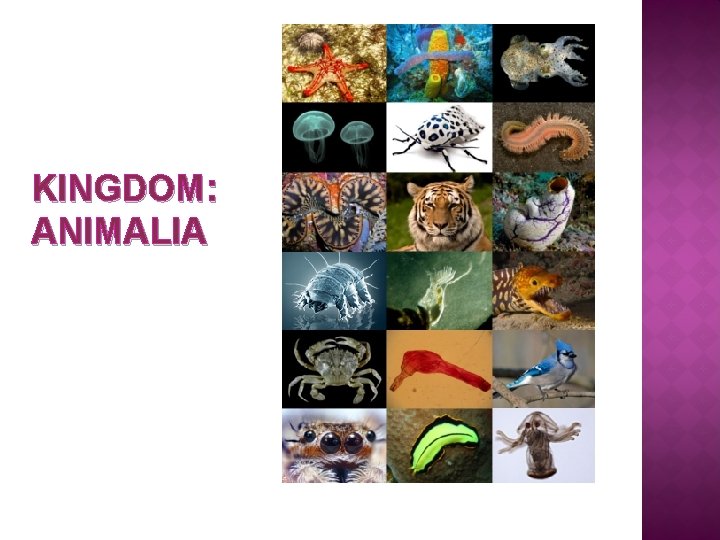 KINGDOM: ANIMALIA 