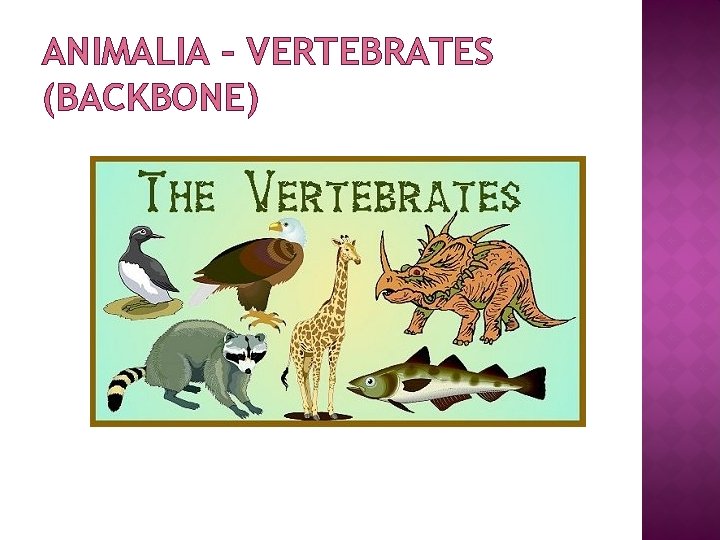 ANIMALIA – VERTEBRATES (BACKBONE) 